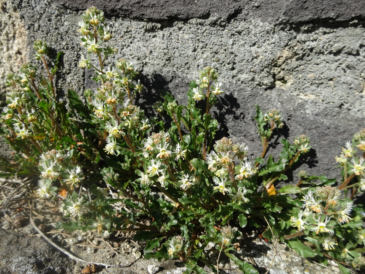Reseda phyteuma (Resedaceae)